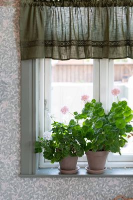 Grön gardinkappa med spets upphängd i fönster