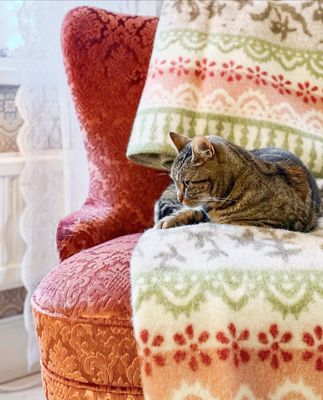 Närbild av katt som vilar på Torpet ullfilt med mjuka mönstrade bårder i grönt och rött.