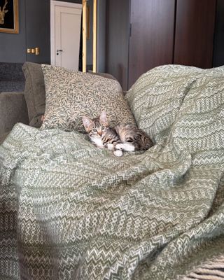 Katter - grön filt - Ullpläd Tweedmill - Lifestyle Fair Isle Sage - Ramas grön-mörkgrön -katt3