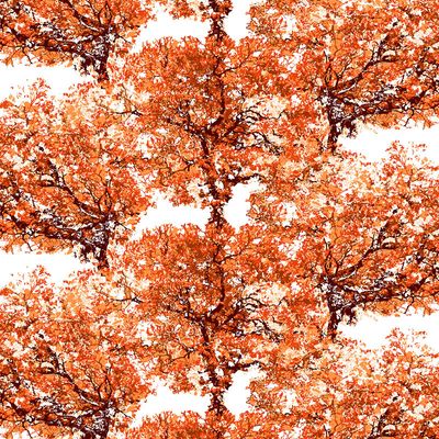 Jackaranda orange - tyg på metervara med vit botten i bomull med motiv av stora lummiga orange träd från Arvidssons textil.